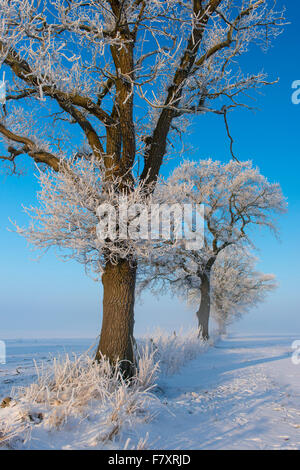 Eiche im Winter, Landkreis Vechta, Niedersachsen, Deutschland Stockfoto