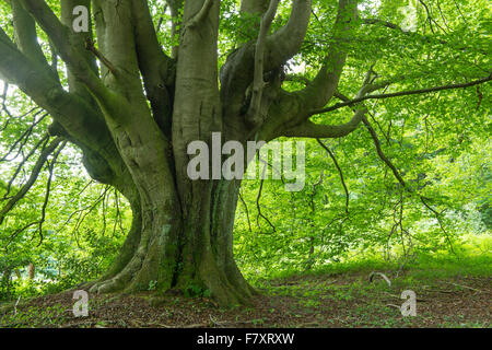 Buchenwald, Teutoburger Wald, Niedersachsen, Deutschland Stockfoto