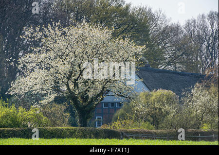 blühenden Kirschbaum am Hof Averesch Bauernhof, Visbek, Kreis Vechta, Oldenburger Münsterland, Niedersachsen, Deutschland Stockfoto