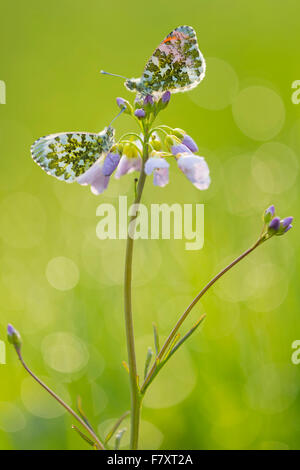 Orange Tipps zum Kuckuck Blume, Anthocharis cardamines Stockfoto