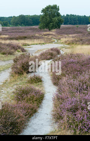 Weg durch die Heide, Pestruper Gräberfeld, Wildeshausen, Niedersachsen, Deutschland Stockfoto