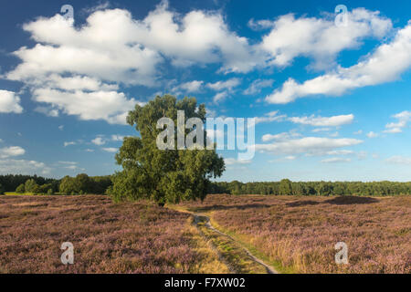 Weg durch die Heide, Pestruper Gräberfeld, Wildeshausen, Niedersachsen, Deutschland Stockfoto