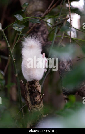 Hastings, England. 3. Dezember 2015. Eine sehr seltene albino Eichhörnchen im Alexandra Park, Hastings, East Sussex, England entdeckt Stockfoto