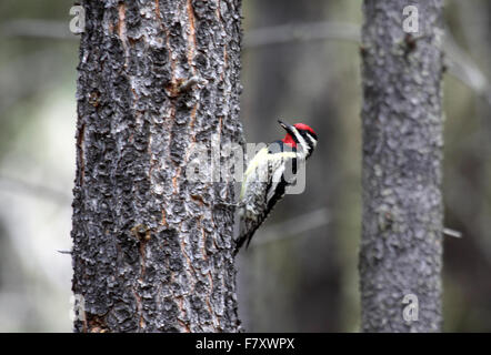 Yellow bellied Sapsucker klammerte sich an Kiefer in Alberta, Kanada Stockfoto