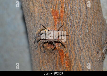 Spinne auf einem Baumstamm aus Holz Stockfoto