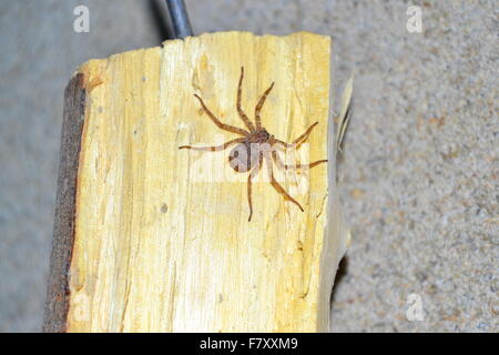 Spinne auf einem Baumstamm aus Holz Stockfoto