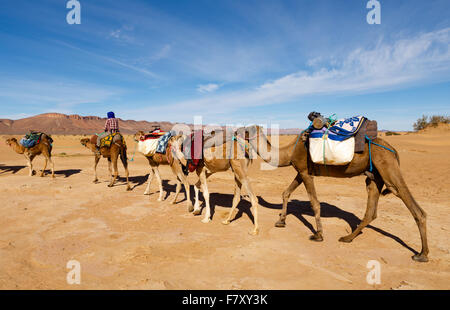 Kamel-Karawane durch die Wüste gehen Stockfoto
