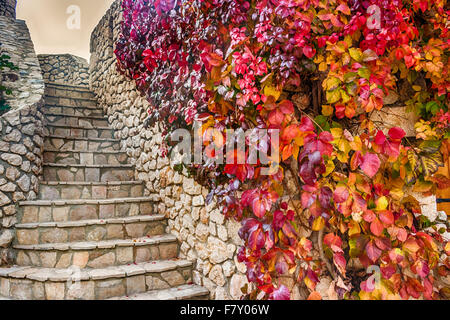 Wildem Wein auf Steinmauern, rot und Orange Blätter im Herbst Stockfoto