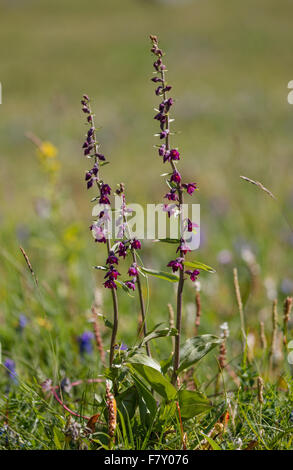 Dark Red Helleborine Epipactis Atrorubens Orchidee wachsen auf Sanddünen an der Spitze der Bunes Strand auf den westlichen Inseln der Lofoten Stockfoto