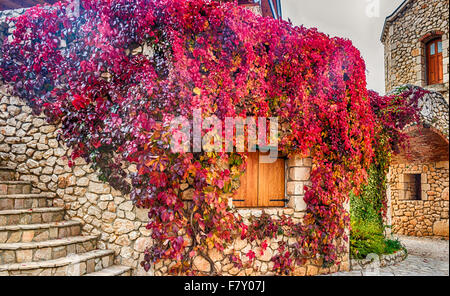 Wildem Wein auf Steinmauern, rot und Orange verlässt um Fenster im Herbst Stockfoto