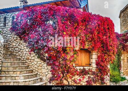 Wildem Wein auf Steinmauern, rot und Orange verlässt um Fenster im Herbst Stockfoto