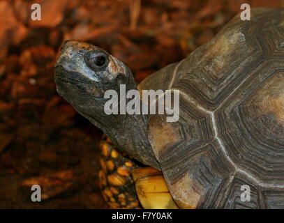 South American gelbe leichtfüßig Schildkröte aka brasilianischen Riesenschildkröte (Chelonoidis Denticulatus, Geochelone Verbreitungsgebiet) Stockfoto