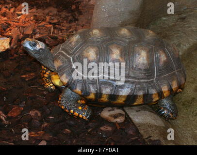 South American gelbe leichtfüßig Schildkröte aka brasilianischen Riesenschildkröte (Chelonoidis Denticulatus, Geochelone Verbreitungsgebiet) Stockfoto