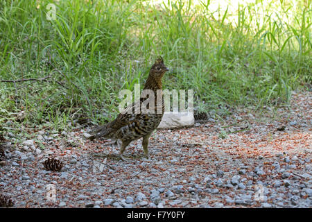 Ruffed Grouse weibliche rote Morph in Westkanada Stockfoto