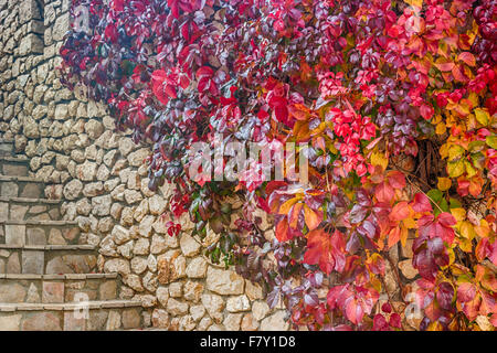 Wildem Wein auf Steinmauern, rot und Orange Blätter im Herbst Stockfoto