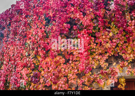 Wildem Wein auf Steinmauern, rot und Orange Blätter im Herbst Stockfoto