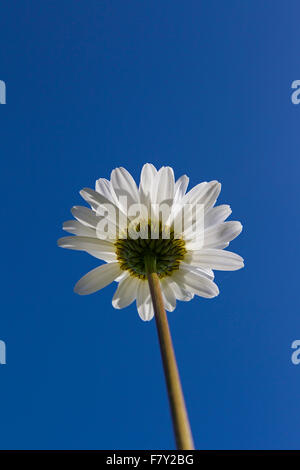 Ochsen-Auge Daisy / Oxeye Daisy (Leucanthemum Vulgare / Chrysanthemum Leucanthemum) in Blüte vor blauem Himmel im Sommer Stockfoto