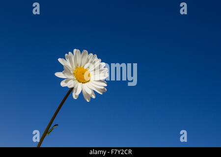 Ochsen-Auge Daisy / Oxeye Daisy (Leucanthemum Vulgare / Chrysanthemum Leucanthemum) in Blüte vor blauem Himmel im Sommer Stockfoto