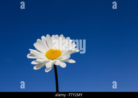 Ochsen-Auge Daisy / Oxeye Daisy (Leucanthemum Vulgare / Chrysanthemum Leucanthemum) in Blüte vor blauem Himmel im Sommer Stockfoto