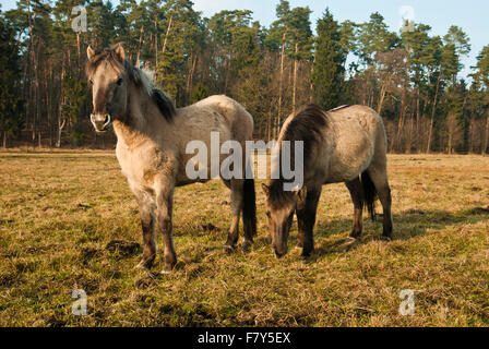 Wildpferd, Polnisch Pferd in der Waldlichtung Stockfoto