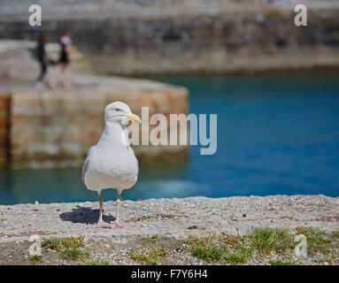 Erwachsenen Silbermöwe, Larus Argentatus, auf eine Hafenmauer Stockfoto