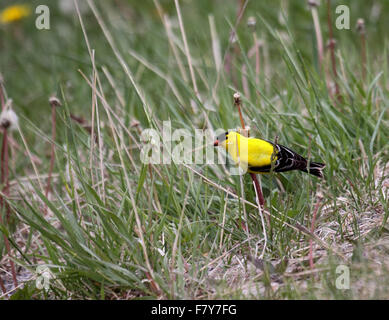 Amerikanische Stieglitz Fütterung auf Löwenzahnsamen in Alberta, Kanada Stockfoto