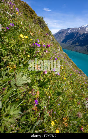 In der Nähe von senkrechten Abhänge der Bukkelaegeret Abstieg zum See Gjende mit Arten reiche Vegetation Nationalpark Jotunheimen Norwegen Stockfoto