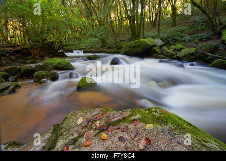 Schnell fließende Wasser in Golitha verliebt sich in East Cornwall Stockfoto