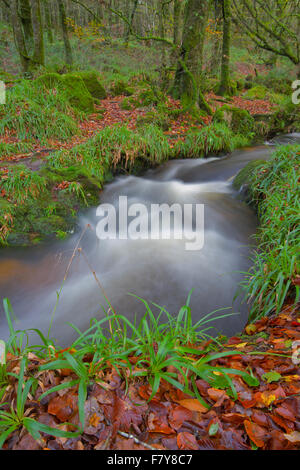 Woodland-Bach in der Nähe Golitha verliebt sich in East Cornwall Stockfoto