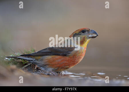 Nahaufnahme des männlichen Papageienkreuzschnabels / Kiefernkreuzschnabel ( Loxia pytyopsittacus ) sitzend an einer natürlichen Pfütze (Wildtiere), Europa. Stockfoto