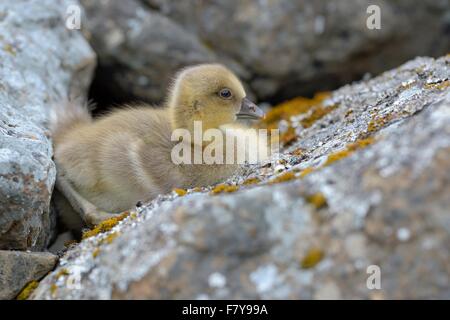 Graugans (Anser Anser), Küken, Gosling, versteckt zwischen Steinen, Flatey Insel, Breidafjördur, Island Stockfoto