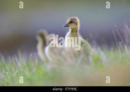 Graugans (Anser Anser), Küken, Gänsel Nahrungssuche in den Rasen Flatey Insel, Breidafjördur, Island Stockfoto