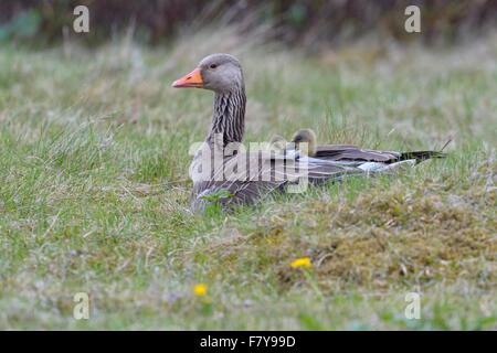 Graugans (Anser Anser) mit Küken, Gänsel auf dem Rücken, im Gefieder, Flatey Insel Breidafjördur, Island Stockfoto