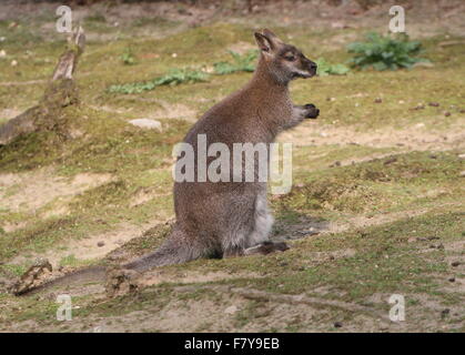Australische Ost / Tasmanian Red necked Wallaby oder Bennett Wallaby (Macropus Rufogriseus) Fütterung Stockfoto