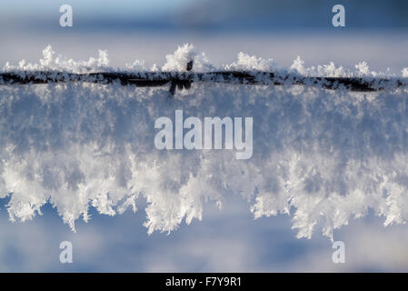 Raureif auf einen Stacheldrahtzaun, Wallowa Valley, Oregon. Stockfoto