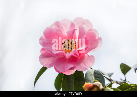Ziemlich rosa Camellia X williamsii 'Jenefer Carlyon"blühen im Frühjahr bei RHS Gärten Wisley, Surrey, England, UK Stockfoto