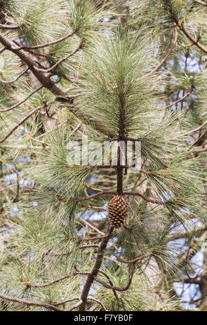 Pinus Coulteri, ein Champion immergrüne Nadelbäume Baum am RHS Gärten Wisley, Surrey, UK, eine große Kegel Kiefer mit enormen Zapfen, den Spitznamen der Widowmaker Stockfoto