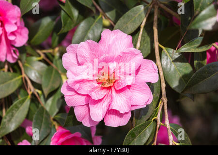 Rosa Camellia X williamsii "Spende" Blüte im Frühjahr an der RHS Gärten Wisley Surrey, England, UK Stockfoto