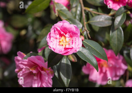 Ziemlich pink Kamelie X williamsii "Spende" mit gelben Staubgefäßen, blüht im Frühjahr bei RHS Gärten Wisley Surrey, Südostengland, UK Stockfoto