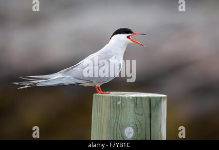 Küstenseeschwalbe Sterna Paradisea oder Meer schlucken in defensive Haltung in der Nähe eine Verschachtelung Kolonie auf den Lofoten in Nord-Norwegen Stockfoto