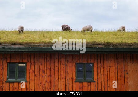 Schafe weiden auf dem Grasdach eines Holzhauses auf den Lofoten in Norwegen Stockfoto