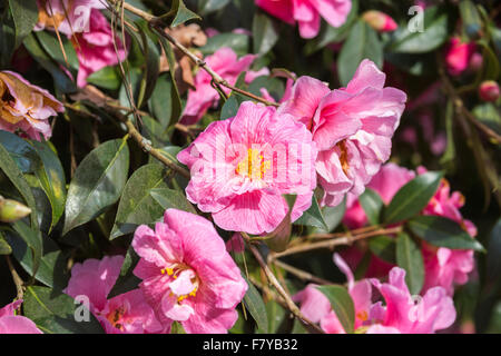 Rosa Camellia X williamsii "Spende" mit gelben Staubgefäßen, blüht im Frühjahr an der RHS Gärten Wisley Surrey, England, UK Stockfoto