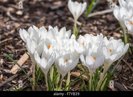 Weiße Feder Krokus "Jeanne d ' Arc" Blüte im Frühling bei RHS Gärten Wisley. Surrey, England, Vereinigtes Königreich Stockfoto