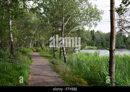 Riedsee-See im Wurzacher Ried, Bad Wurzach, Oberschwaben, Baden-Württemberg, Deutschland Stockfoto