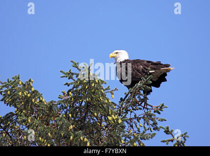 Weißkopf-Seeadler hoch oben auf Douglas-Tanne in Kanada Stockfoto