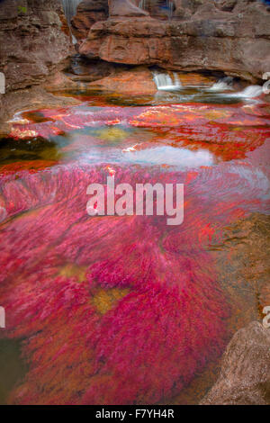 Farben bei Cano Cristales, Kolumbien Unterwasser Pflanzen (Macarenia Clarigera) endemisch auf kleinen Stream und Llano Bereich Bereich Stockfoto