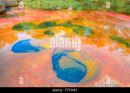 Farben bei Cano Cristales, Kolumbien Unterwasser Pflanzen (Macarenia Clarigera) endemisch auf kleinen Stream und Bereich, Orange und gelb Stockfoto