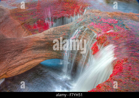 Farben bei Cano Cristales, Kolumbien Unterwasser Pflanzen (Macarenia Clarigera) endemisch auf kleinen Stream und Llano Bereich Bereich Stockfoto