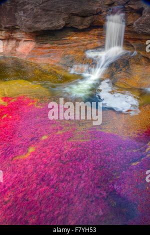 Farben bei Cano Cristales, Kolumbien Unterwasser Pflanzen (Macarenia Clarigera) endemisch auf kleinen Stream und Bereich, Orange und gelb Stockfoto