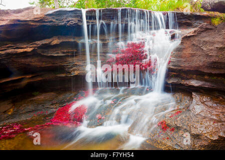 Farben bei Cano Cristales, Kolumbien Unterwasser Pflanzen (Macarenia Clarigera) endemisch auf kleinen Stream und Bereich, Orange und gelb Stockfoto